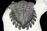 Stunning Hollardops & Barrandeops Trilobite Association #80317-3